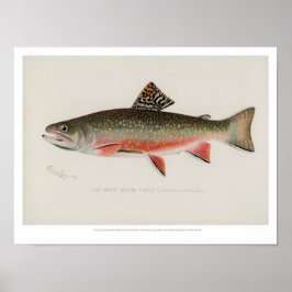 Vintage Fishes - Brook Trout Poster