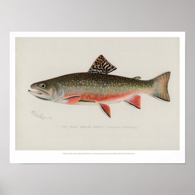 Vintage Fishes - Brook Trout Poster (Framsidan)