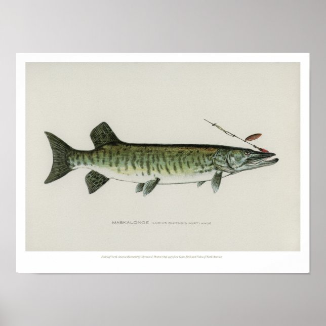 Vintage Fishes - Maskalonge Poster (Framsidan)