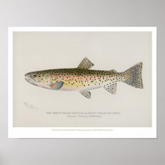 Vintage Fishes Poster - Rocky Mountain Trout