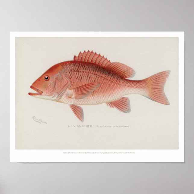 Vintage Fishes - Red Snapper Poster (Framsidan)
