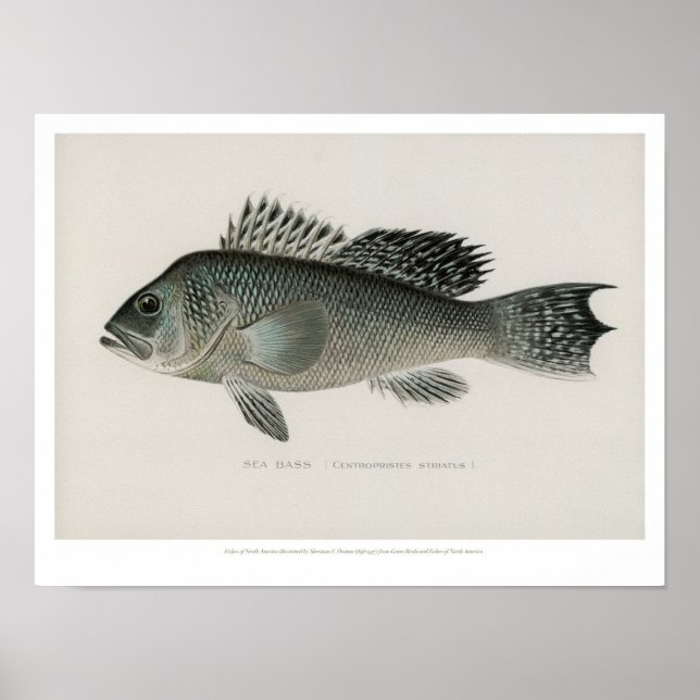 Vintage Fishes - Sea Bass Poster (Framsidan)