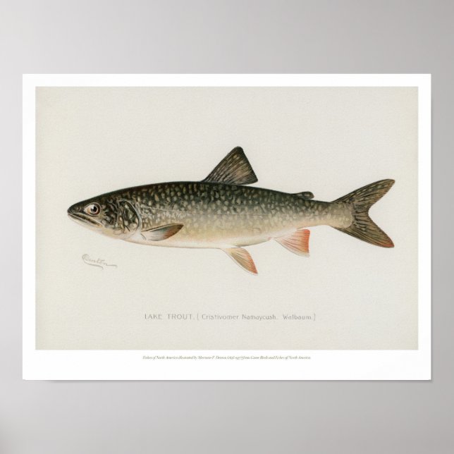 Vintage Fishes - Sjö Trout Poster (Framsidan)