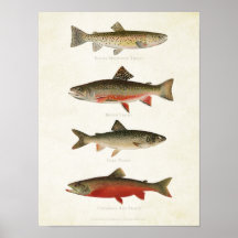Vintage Fishes - Trouts