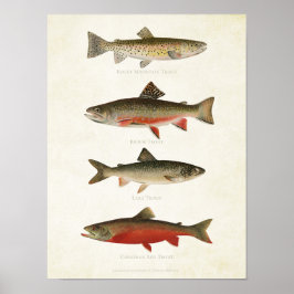 Vintage Fishes - Trouts Poster