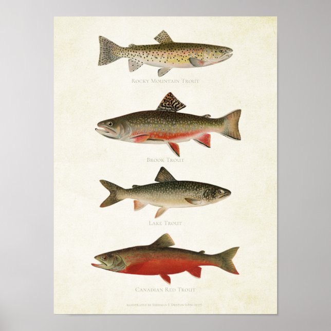 Vintage Fishes - Trouts Poster (Framsidan)