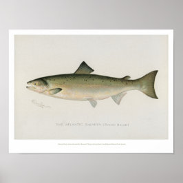 Vintage Fishing - Atlantic Salmon - Poster