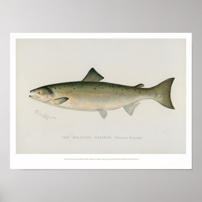 Vintage Fishing - Atlantic Salmon - Poster (Framsidan)