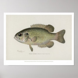 Vintage Fishing - Sten Bass Fish - Poster