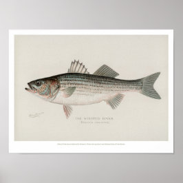 Vintage Fishing - Stripe Bass Poster