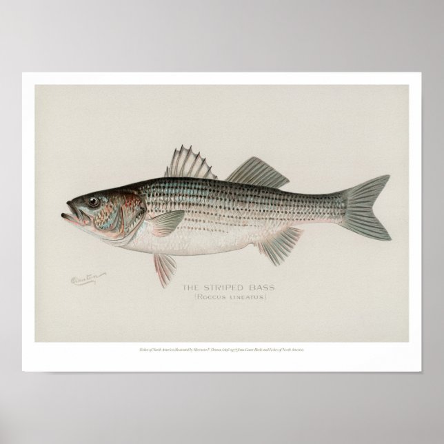 Vintage Fishing - Stripe Bass Poster (Framsidan)