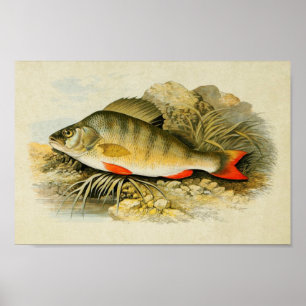 Vintage fiskutskrift 013 Perch Poster