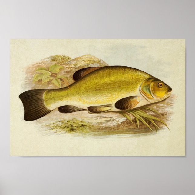 Vintage fiskutskrift 020 | Tench Poster (Framsidan)