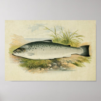 Vintage fiskutskrift 032 | Salmon Trout Poster