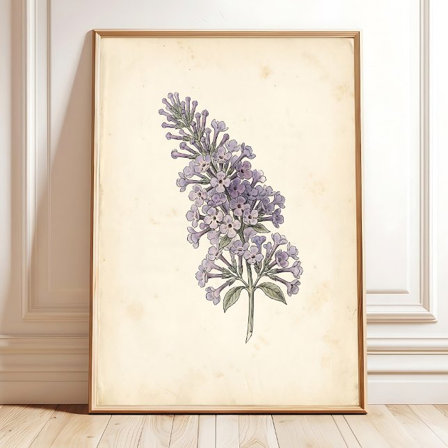 Vintage Fjäril Botanisk Utskrift Poster (Skapare uppladdad)
