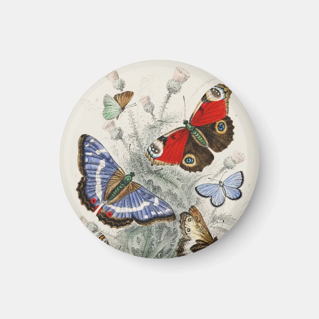 Vintage Fjäril Botanisk Vetenskaplig Illustration Magnet (Framsidan)