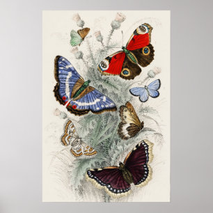 Vintage Fjäril Botanisk Vetenskaplig Illustration Poster