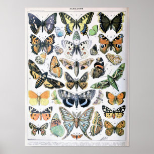 Vintage fjäril illustration poster