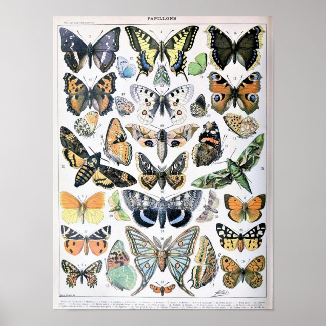 Vintage fjäril illustration poster (Framsidan)