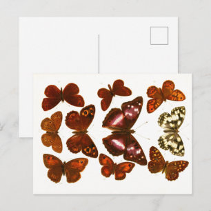 Vintage Fjärilar & Moths Zoologisk Sketch Post Vykort