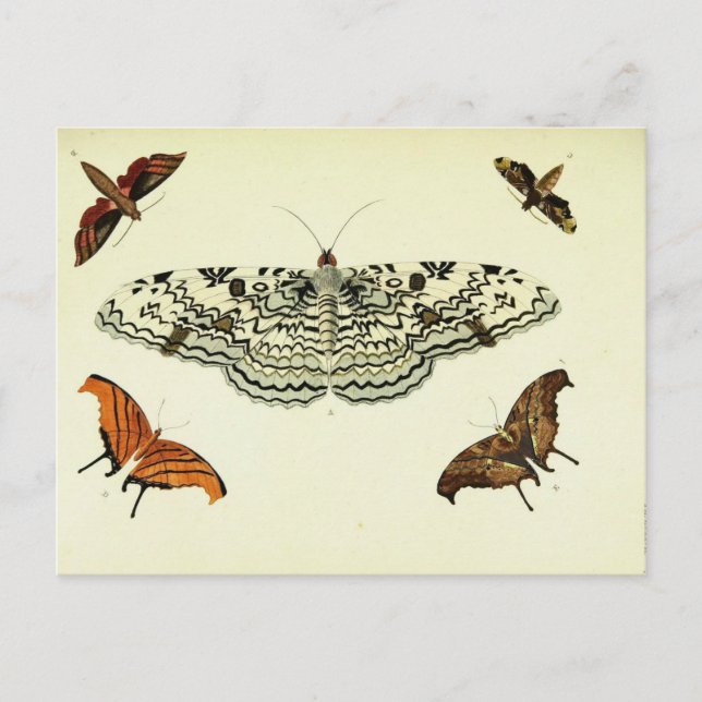 Vintage fjärilcollage vykort (Framsida)
