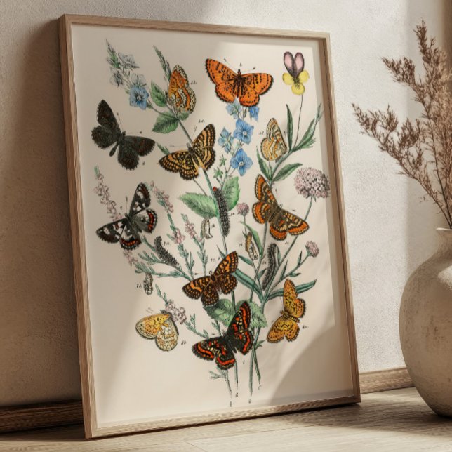 Vintage Fjärilillustrationer Botanisk Konst Poster (Skapare uppladdad)