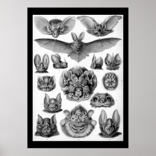 Vintage fladdermus av Ernest Haeckel Poster