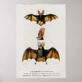 Vintage Fladdermus Illustration Poster