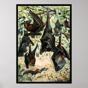 Vintage, fladdermus, svart fladdermöss, elegant poster