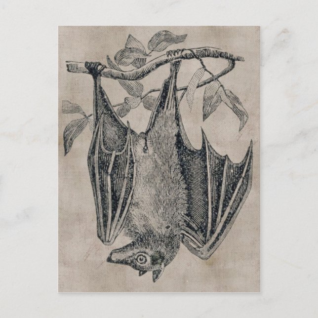 Vintage Fladdermus vykort (Framsida)