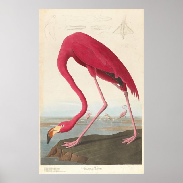 Vintage Flamingo Illustration (1838) Poster (Framsidan)
