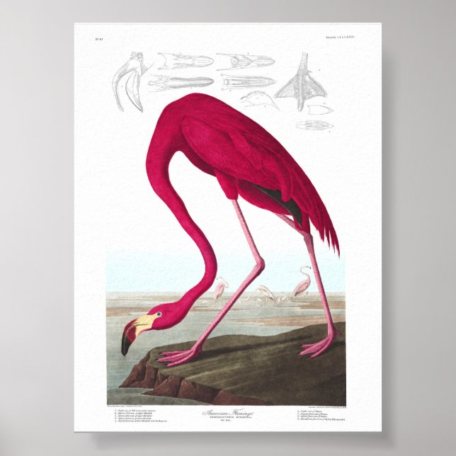 Vintage Flamingo Illustration Animals Nature Poster (Framsidan)