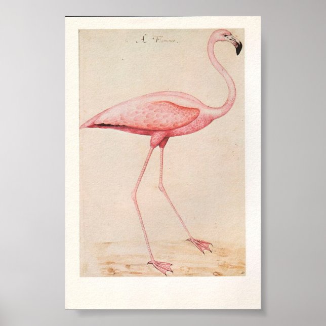 Vintage Flamingo Illustration Poster (Framsidan)