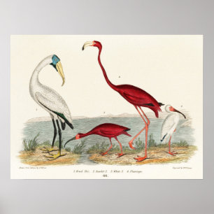 Vintage Flamingo Illustration Poster
