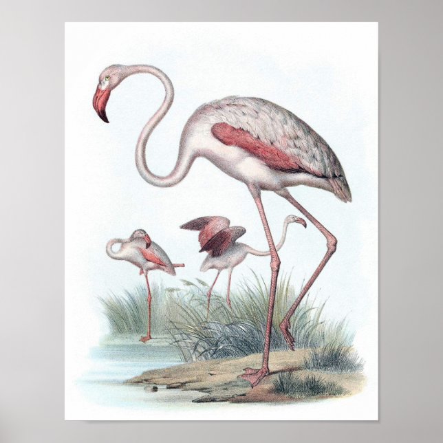 Vintage Flamingo Illustration Poster (Framsidan)
