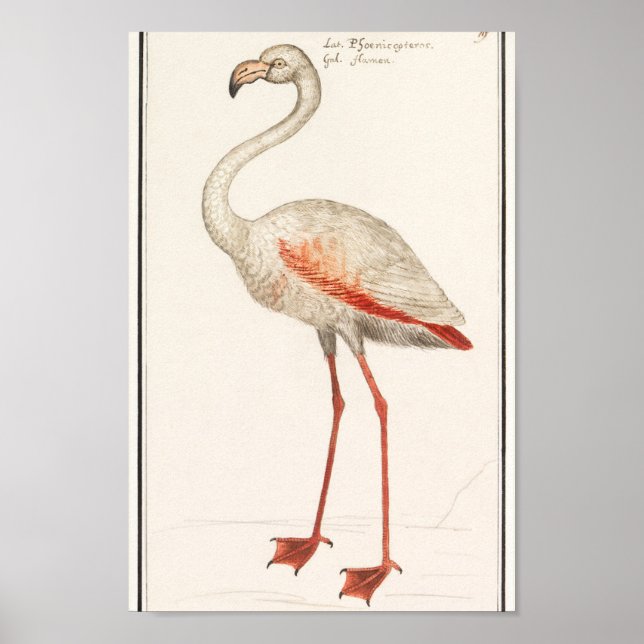 Vintage Flamingo Illustration Poster (Framsidan)