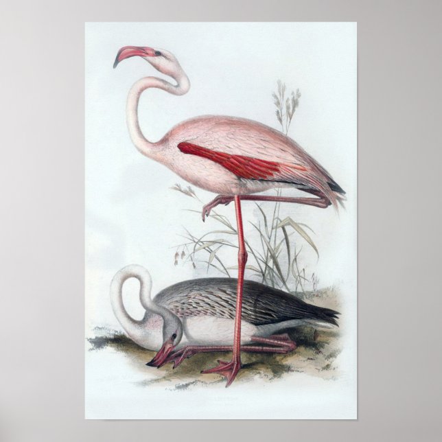 Vintage Flamingo Illustration Poster (Framsidan)