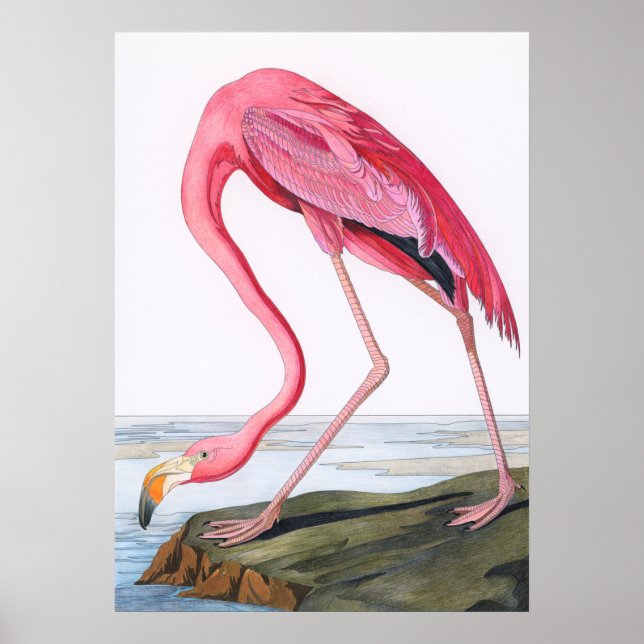Vintage Flamingo Illustration Poster (Framsidan)