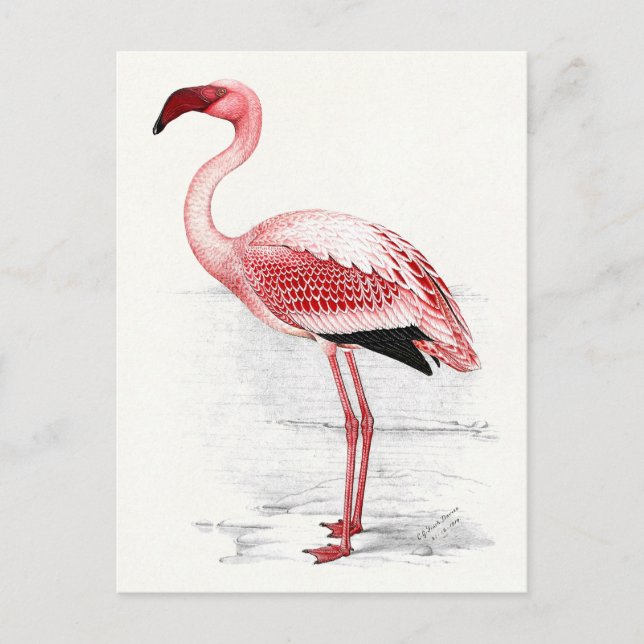 Vintage Flamingo-illustration Vykort (Framsida)