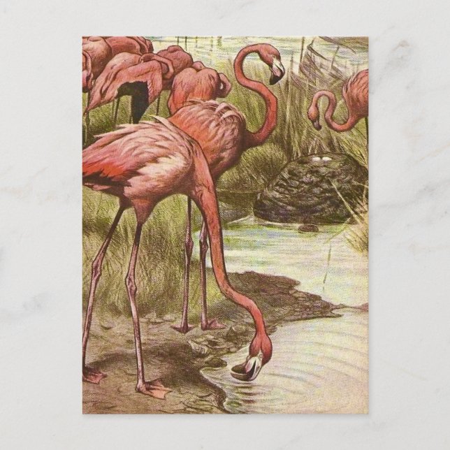 Vintage Flamingo Illustration Vykort (Framsida)