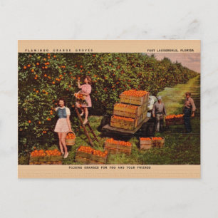 Vintage Flamingo Orange Groves Florida Postcard Vykort