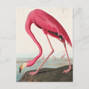 Vintage Flamingo Vykort