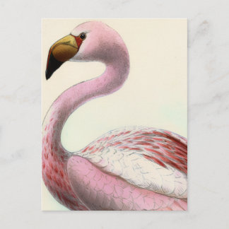 Vintage Flamingo Vykort
