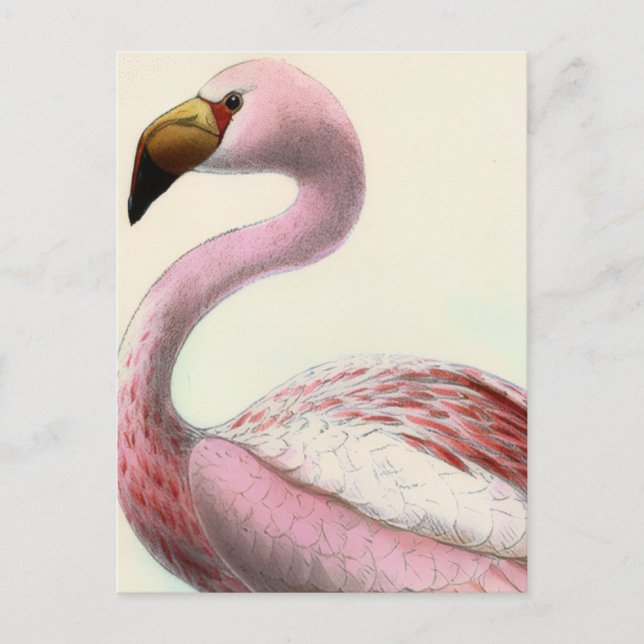 Vintage Flamingo Vykort (Framsida)