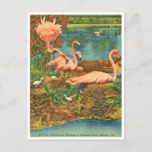 Vintage Flamingos vid Hialeah Park, Miami, Florida Vykort