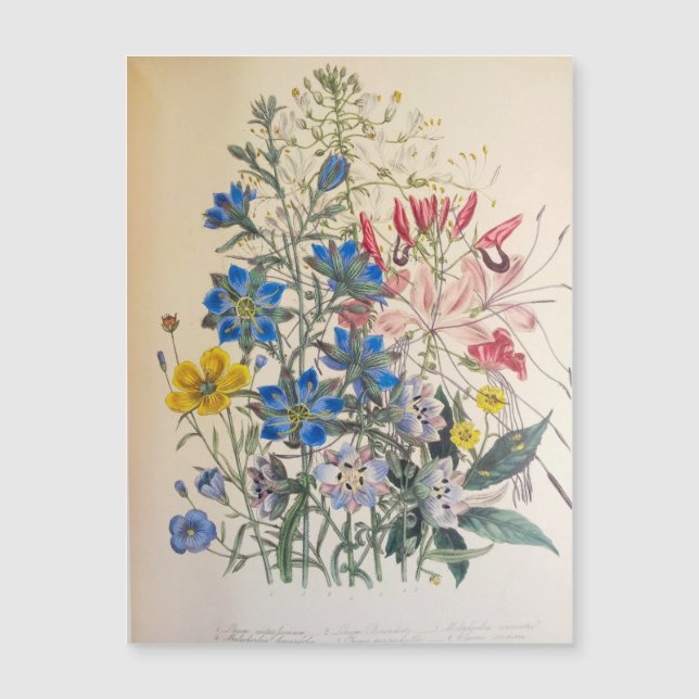 Vintage Flax and Cleome Botanical Illustration (Framsida)