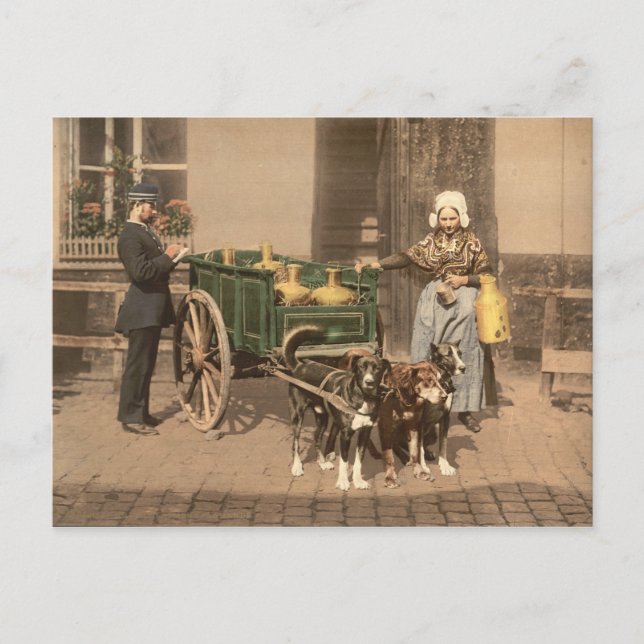 Vintage Flemish Mjölk Maid Vykort (Framsida)