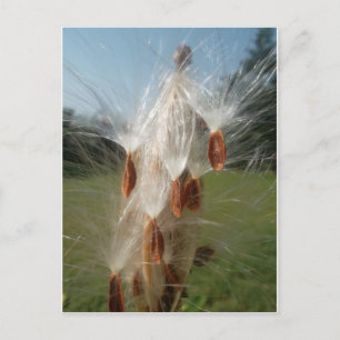Vintage Flora och Fauna Milkweeds Flytande.jpg Vykort