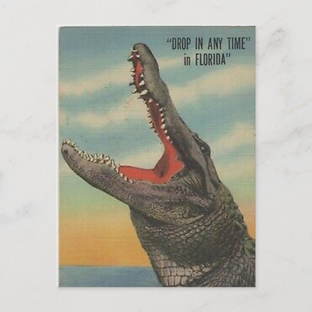 VINTAGE FLORIDA ALLIGATOR POSTCARD VYKORT (Framsida)