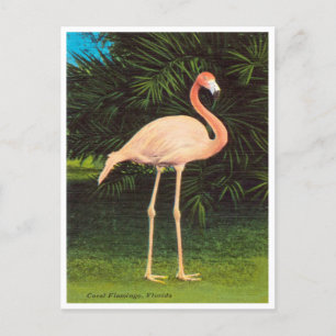 Vintage Florida Coral Flamingos Travel Postcard Vykort